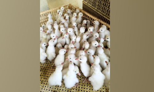 ഹാച്ചറിയിൽ കുഞ്ഞുങ്ങൾക്ക് അമിത വില; താറാവ്​ കർഷകർ ദുരിതത്തിൽ