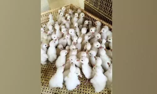ഹാച്ചറിയിൽ കുഞ്ഞുങ്ങൾക്ക് അമിത വില; താറാവ്​ കർഷകർ ദുരിതത്തിൽ