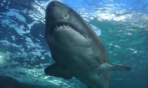 ആസ്​ട്രേലിയയിൽ തിമിംഗലത്തി​െൻറ ആക്രമണത്തിൽ ഒരാൾ മരിച്ചു