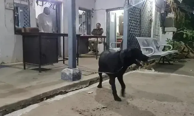 കെക്കോ​േയാ ടൈഗറോ? വളർത്തു നായയുടെ ഇരട്ട വ്യക്​തിത്വത്തിൽ കുഴങ്ങി പൊലീസ്