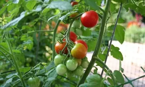 അടുക്കളത്തോട്ടം നന്നാവാൻ ആറു​ വഴികൾ