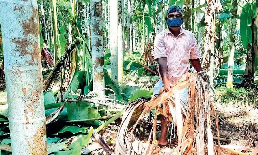 കാട്ടാന വിളയാട്ടം   ചോക്കാട്ട് കർഷകർ ദുരിതത്തിൽ