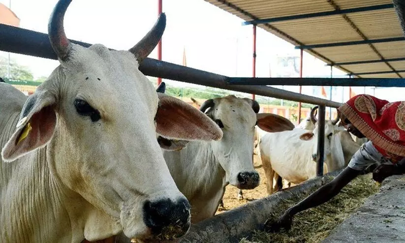 ഭക്ഷ്യ വിഷബാധയെന്ന് സംശയം; രാജസ്ഥാനില്‍ 78 പശുക്കള്‍ ചത്ത നിലയില്‍