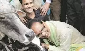 Madhya Pradesh govt to form Mantri Parishad Samiti to work on cow protection, promotion