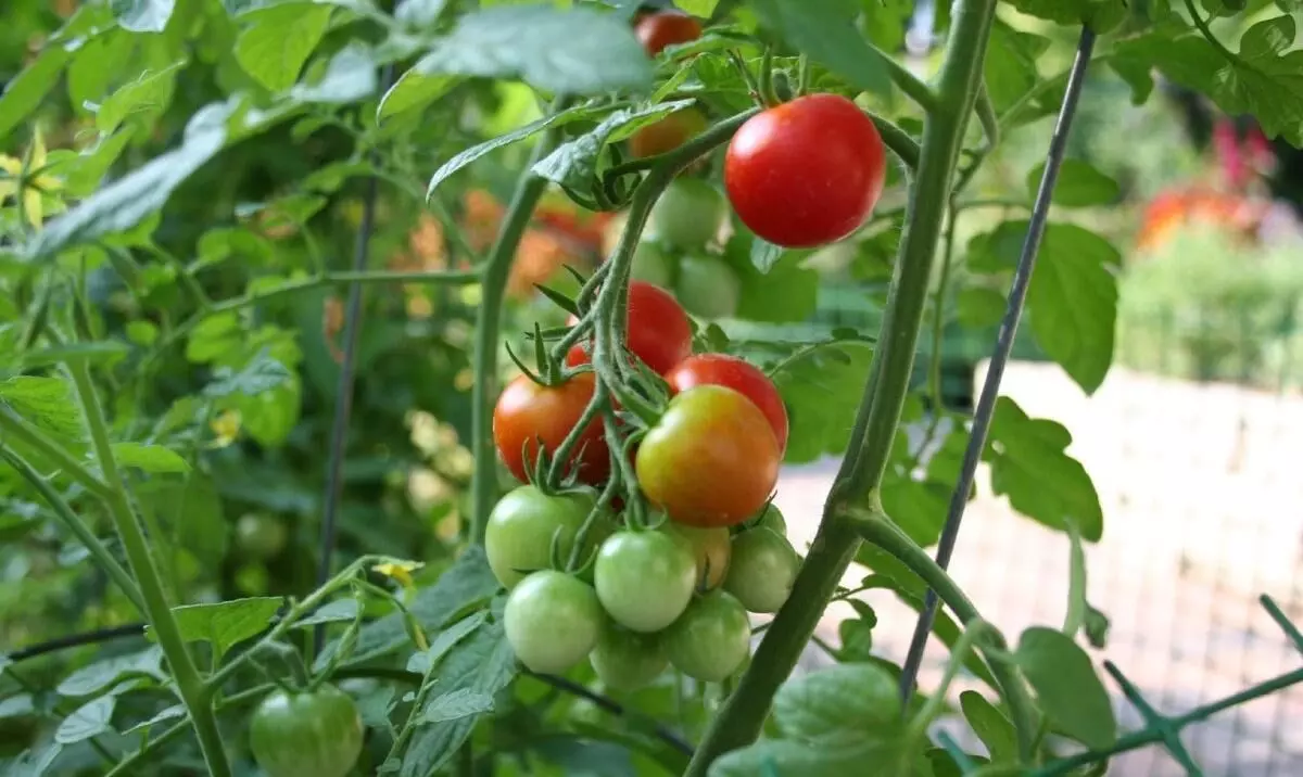 അടുക്കളത്തോട്ടം നന്നാവാൻ ആറു​ വഴികൾ