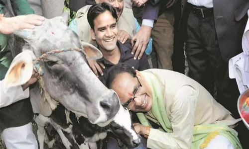 പശു കാബിനറ്റിന്​ പിന്നാലെ പശു സംരക്ഷണത്തിന്​ നികുതി ഏർപ്പെടുത്താനൊരുങ്ങി മധ്യപ്രദേശ്​ സർക്കാർ