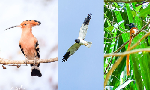 ഹുദ്​ഹുദ്​ നാട്ടിലുണ്ട്​, പക്ഷിനിരീക്ഷകർക്ക്​ നല്ലകാലം