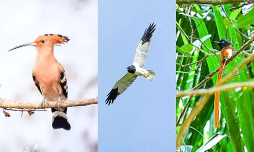 ഹുദ്​ഹുദ്​ നാട്ടിലുണ്ട്​, പക്ഷിനിരീക്ഷകർക്ക്​ നല്ലകാലം