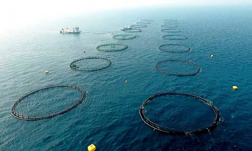 ഖത്തരി സീബാസ്​ ഉൽപാദനം; ഒഴുകുംകൂട്​ സാങ്കേതികവിദ്യ കേമം