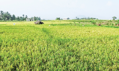 കരിമ്പ് പാടങ്ങൾക്ക്​ ഇപ്പോൾ നെൽക്കതിരുകളുടെ സ്വര്‍ണ ശോഭ