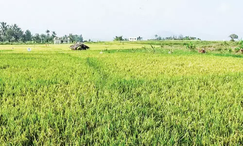 നെല്ല്​ ഉൽപാദനം കൂടി; കാർഷിക രംഗത്ത്​ നെഗറ്റിവ്​ വളർച്ച