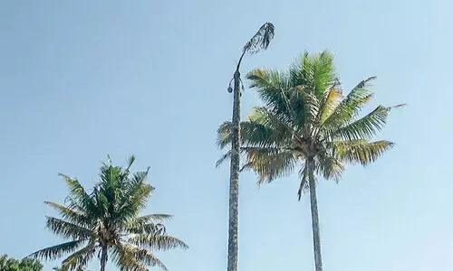 കീട ശല്യവും രോഗബാധയും; ഹൈറേഞ്ചിൽനിന്ന് തെങ്ങ് കൃഷി പടിയിറങ്ങുന്നു