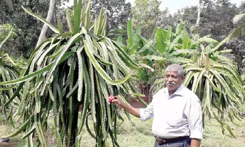 നാട്ടിൻപുറങ്ങളിലും ഡ്രാഗൺഫ്രൂട്ട് വിളയും