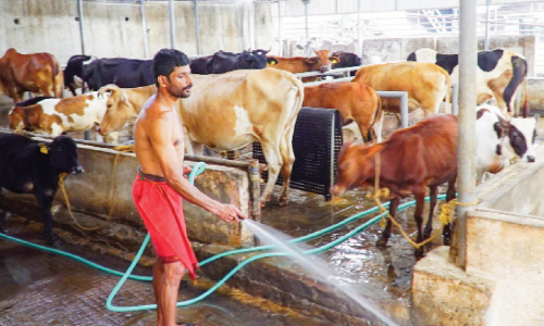 അഭിഷേകപ്രിയന്​ പാൽ നൽകൽ: അഞ്ചാം വർഷവും ആനന്ദ്​