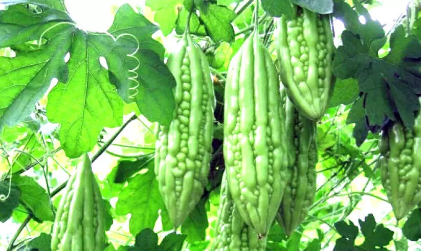 പാവക്കത്തോട്ടങ്ങൾ പാഴാവുന്നു പാവക്കത്തോട്ടങ്ങൾ പാഴാവുന്നു