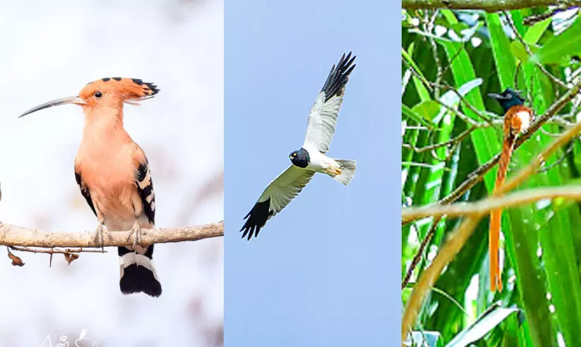 ഹുദ്​ഹുദ്​ നാട്ടിലുണ്ട്​, പക്ഷിനിരീക്ഷകർക്ക്​ നല്ലകാലം
