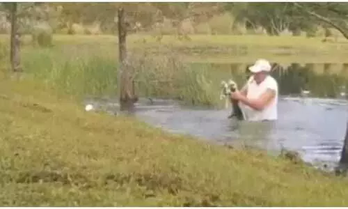 ഇത് ഫ്ലോറിഡയിലെ ജയൻ - ചീങ്കണ്ണിയുടെ വായ പിടിച്ചകത്തി വളർത്തുനായയെ രക്ഷിച്ച് 74കാരൻ