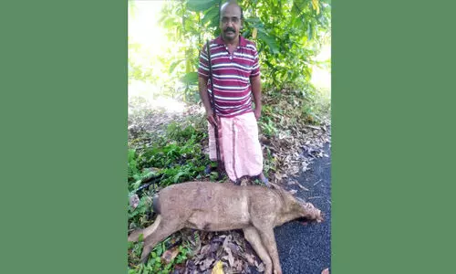 വെടിതീർന്നു; കാട്ടുപന്നികൾക്ക് ആനന്ദം വെടിതീർന്നു; കാട്ടുപന്നികൾക്ക് ആനന്ദം