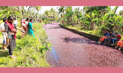 വൈറൽ പൂക്കൾ തേടി ആവളയിലേക്ക് ജനമൊഴുകുന്നു വൈറൽ പൂക്കൾ തേടി ആവളയിലേക്ക് ജനമൊഴുകുന്നു