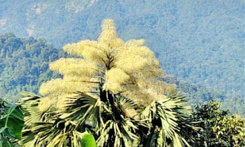 അപൂര്‍വ കാഴ്ചയായി കുടപ്പന പൂത്തു