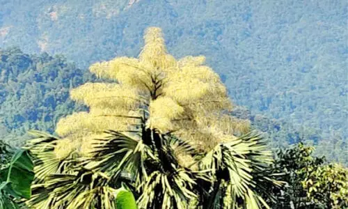 അപൂര്‍വ കാഴ്ചയായി കുടപ്പന പൂത്തു