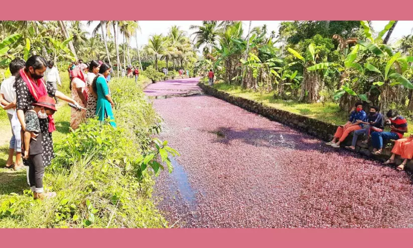 വൈറൽ പൂക്കൾ തേടി ആവളയിലേക്ക് ജനമൊഴുകുന്നു വൈറൽ പൂക്കൾ തേടി ആവളയിലേക്ക് ജനമൊഴുകുന്നു