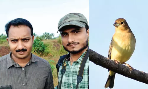 സൗഹൃദക്കൂട്ടി​െൻറ കാമറയിൽ പതിഞ്ഞത് അപൂർവ ദേശാടനപക്ഷി