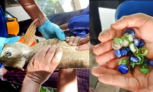 ഇൗ മത്സ്യം വിഴുങ്ങിയത്​ 21 അലങ്കാരക്കല്ലുകൾ