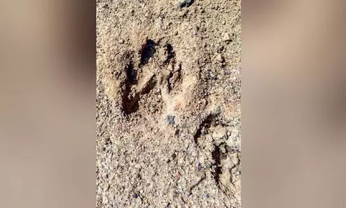 പു​ലി​യെ ക​​ണ്ടെ​ന്ന്​; ആ​റാ​ണി​ നിവാസികൾ ആ​ശ​ങ്ക​യി​ൽ