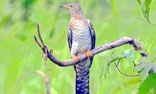 സംസ്കൃത സർവകലാശാലയിൽ വിരുന്നുകാരായി ദേശാടന പക്ഷികൾ