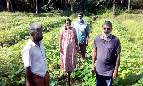 വെള്ളക്കെട്ടിൽ വെള്ളരിക്ക് നൂറുമേനി വിളവ്