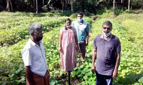 വെള്ളക്കെട്ടിൽ വെള്ളരിക്ക് നൂറുമേനി വിളവ്