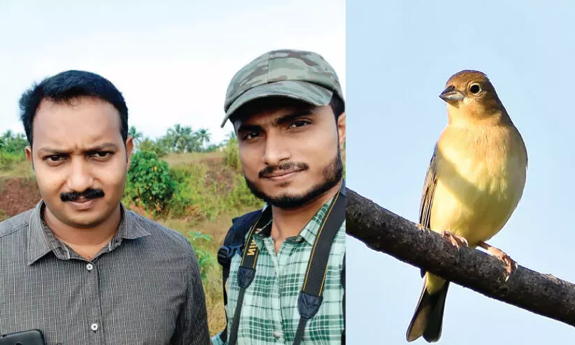 സൗഹൃദക്കൂട്ടി​െൻറ കാമറയിൽ പതിഞ്ഞത് അപൂർവ ദേശാടനപക്ഷി