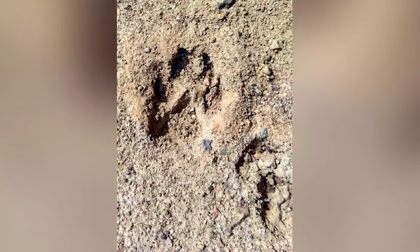 പു​ലി​യെ ക​​ണ്ടെ​ന്ന്​; ആ​റാ​ണി​ നിവാസികൾ ആ​ശ​ങ്ക​യി​ൽ