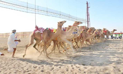 ദേശീയദിനം: ഒട്ടകയോട്ട മത്സരം സമാപിച്ചു ദേശീയദിനം: ഒട്ടകയോട്ട മത്സരം സമാപിച്ചു