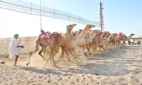 ദേശീയദിനം: ഒട്ടകയോട്ട മത്സരം സമാപിച്ചു