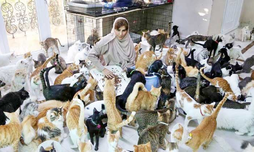 തെരുവു മൃഗങ്ങളുടെ പോറ്റമ്മയായി മറിയം ബലൂഷി