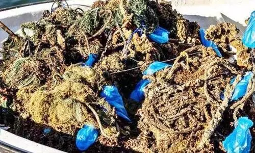 കടലിൽ നിന്ന്​ 210 കിലോ മാലിന്യം ശേഖരിച്ചു