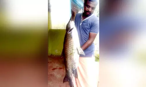 ചൂ​ണ്ട​യി​ട​ൽ വ​രു​മാ​ന​മാ​ർ​ഗ​മാ​ക്കി ഒ​രു പ​റ്റം യു​വാ​ക്ക​ൾ