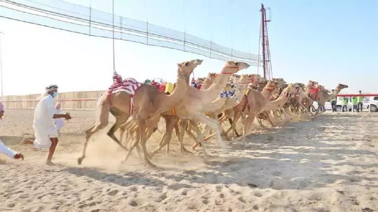 ദേശീയദിനം: ഒട്ടകയോട്ട മത്സരം സമാപിച്ചു
