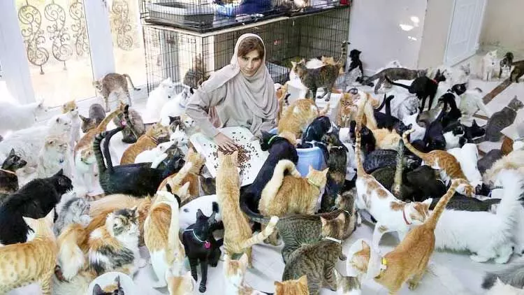 തെരുവു മൃഗങ്ങളുടെ പോറ്റമ്മയായി മറിയം ബലൂഷി