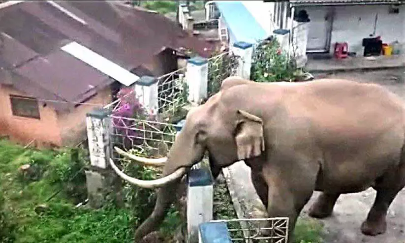 പടയപ്പ വീണ്ടും മൂന്നാര്‍ ടൗണിൽ