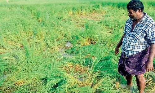 കരുളായി മൈലമ്പാറയില്‍ ഒരേക്കർ നെല്‍കൃഷി കാട്ടാനക്കൂട്ടം നശിപ്പിച്ചു