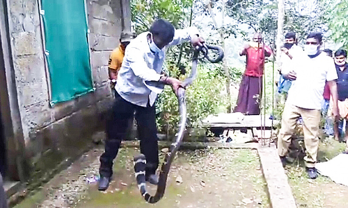 വീട്ടില്നിന്ന് രാജവെമ്പാലയെ പിടികൂടി വീട്ടില്നിന്ന് രാജവെമ്പാലയെ പിടികൂടി