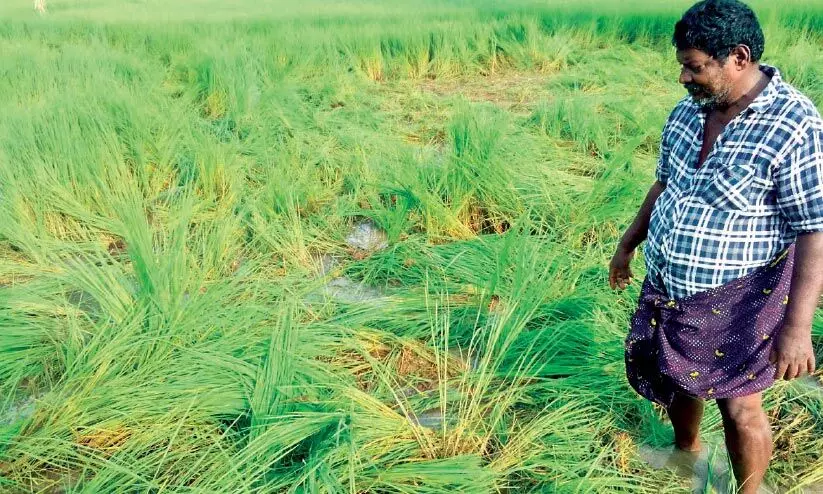 കരുളായി മൈലമ്പാറയില്‍ ഒരേക്കർ നെല്‍കൃഷി കാട്ടാനക്കൂട്ടം നശിപ്പിച്ചു