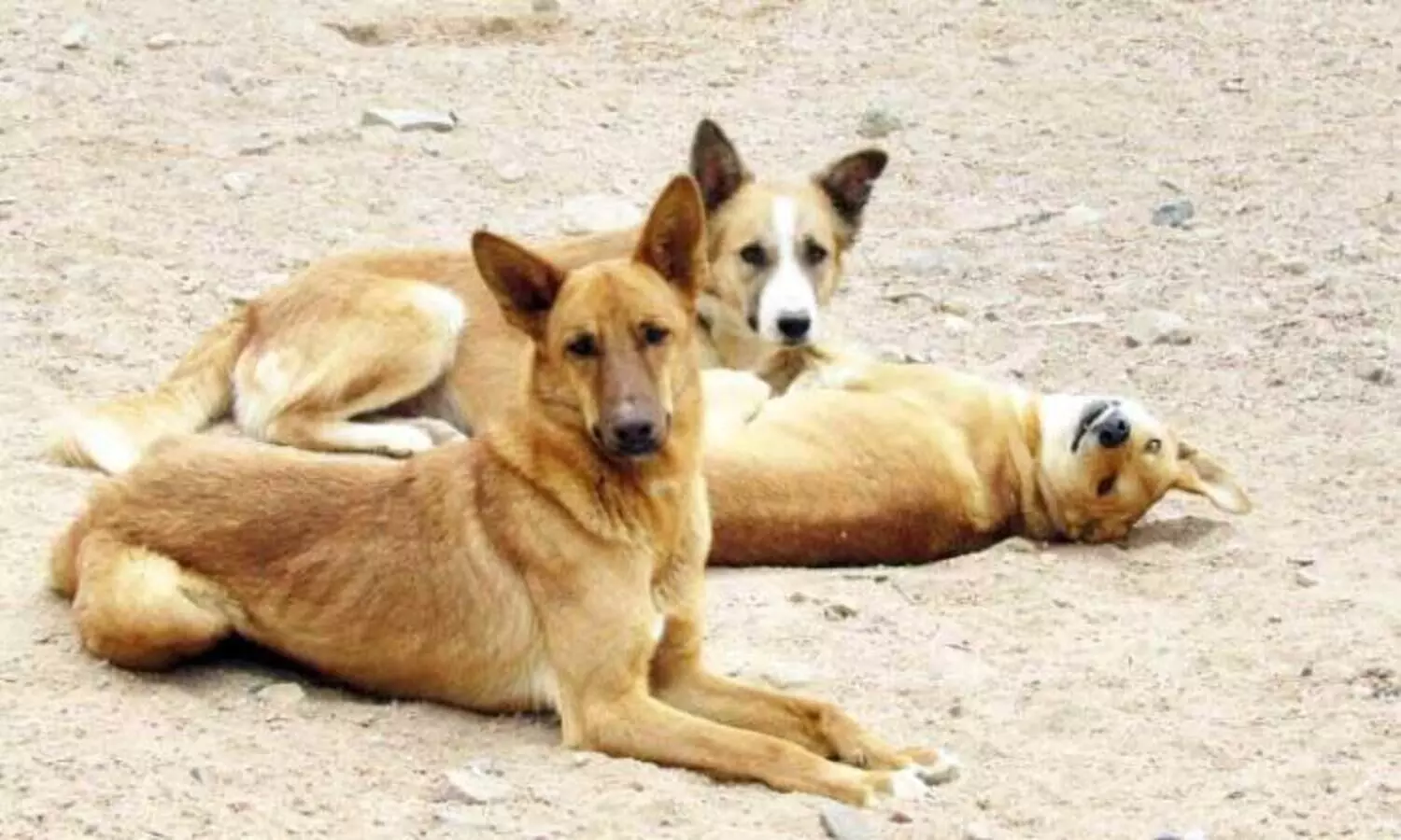 Gauhati HC stays Nagaland government’s ban on dog meat