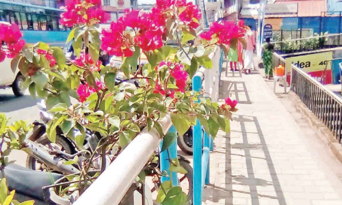 പൂ​ക്ക​ളും നടപ്പാതയും പ്ര​ചാ​ര​ണാ​യു​ധം