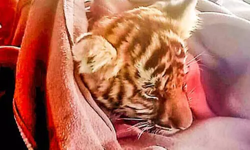 അ​മ്മ​യെ കാ​ത്ത് ക​ടു​വ സ​ങ്കേ​ത​ത്തി​ൽ ക​ടു​വ​ക്കു​ഞ്ഞ്