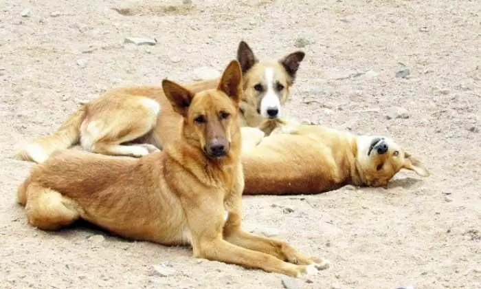 Gauhati HC stays Nagaland government’s ban on dog meat