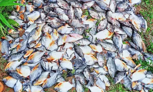 മത്സ്യകൃഷിയിടത്തിൽ വിഷം കലക്കി